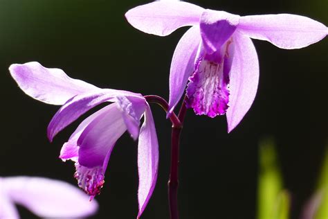 3840x2160 Wallpaper Purple Orchid Peakpx