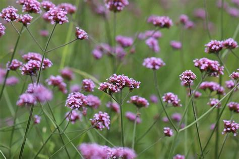 15 plantes amincissantes pour maigrir naturellement  Trucs, astuces