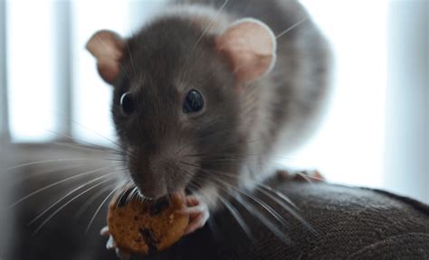 Healthy Treats For Rats The Only Guide You Need With Recipes Diy Rat