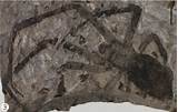 What Is The Oldest Dinosaur Fossil Ever Found Photos