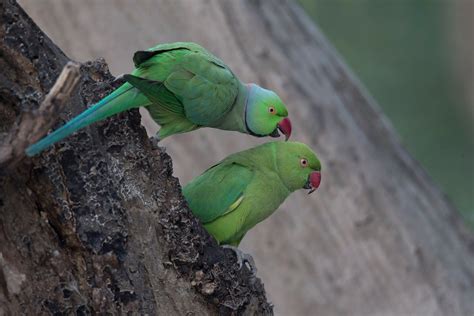 Rose Ringed Parakeets At Tal Chapaar India By Lain Tropical Birding