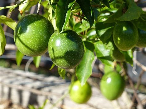 Growing Passion Fruit In Containers From Seed Cuttings Gardening Tips
