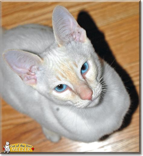 Mr Meezer Cream Point Siamese April 26 2013