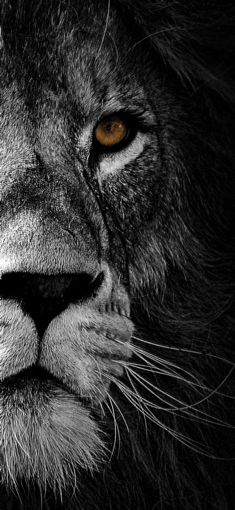 lion wallpaper  wild african predator black background animals