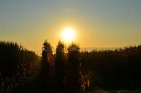Golden Autumn Sunrise Over Cornfield Ready For Harvest Stock Photo