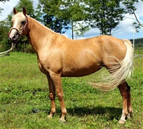 images  horse breeds      pinterest spanish warmblood horses