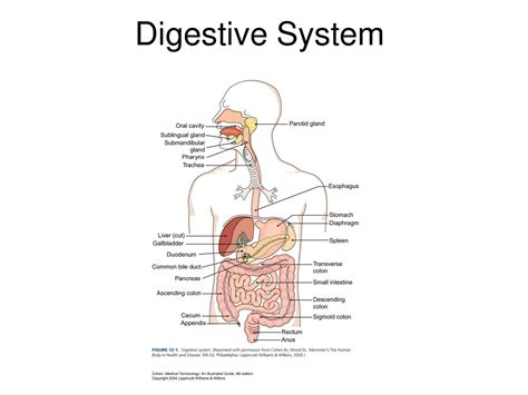 Draw a diagram of the human digestive system. Image result for label diagram of digestive system ...
