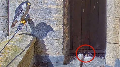 Ely Cathedral Peregrines On Camera For First Time Bbc News