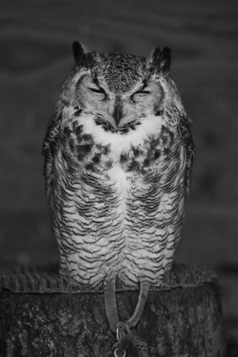Sleepy Owl 2015 Edit Another From The Disc As With The Sn Flickr