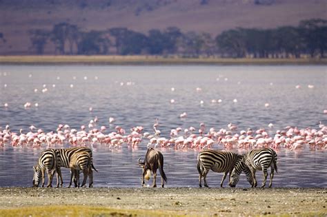 3 Days Lake Nakuru Wildlife Safari Kenya Safari Tours