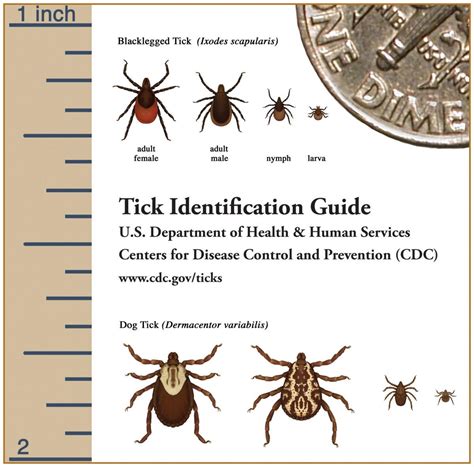 Tips For A Tick Check This Summer Harriscenter