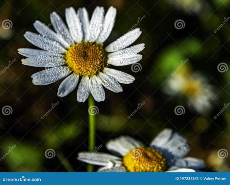 Camomile Flower With Small Drops Of Dew On The Petals Stock Image