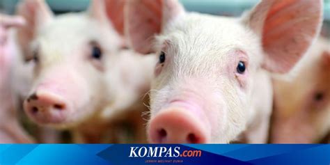 Maksudnya kebajikan menjadi objektif utama kepada wang khairat tersebut. Apa Itu African Swine Fever, Penyebab Kematian 20.500 Babi ...