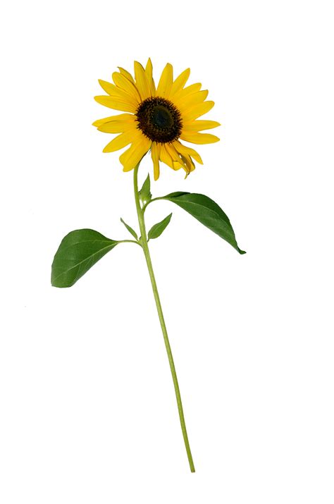 Free photo: Single Sunflower - 1, Closeup, Full - Free Download - Jooinn