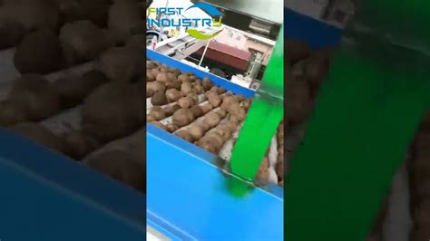 Potato Grading Line Potato Sorting Packing Line Potato Sizer Youtube