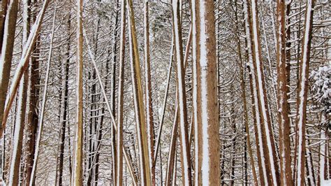 Nature Trees Forest Branch Wood Winter Snow