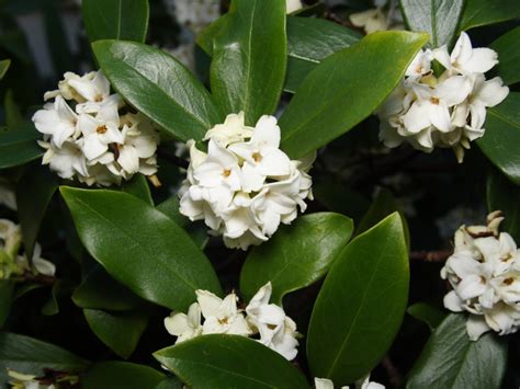Daphne Plant Care How To Get Winter Daphnes To Bloom