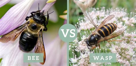 Bumble bees are social insects that generally form a colony of their own with a single queen. Bee vs Wasp vs Hornets 101: Easy Guide on How to Recognize ...