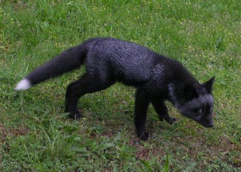 Melanistic Red Fox In Sighted In Britain Natural History