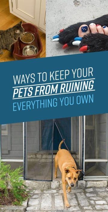 19 Ways To Keep Your Pets From Ruining Everything In Your Home Your