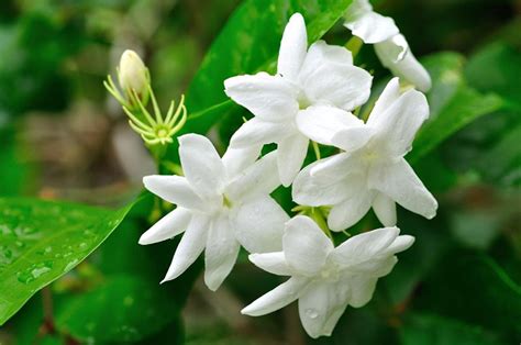 Our products are handcrafted and made with the freshest greens. Jasmine: A Beginner's Guide to Growing Jasmines Indoors