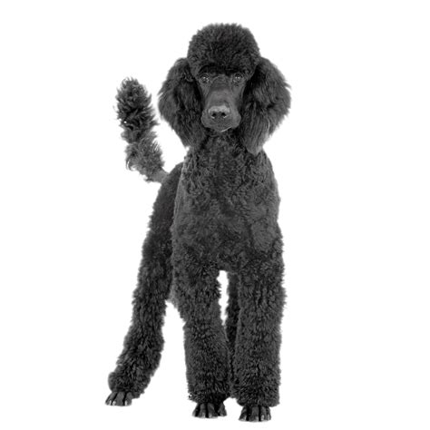 Toy Poodle Black and Tan Coonhound Standard Poodle Bluetick Coonhound - poodle png download ...