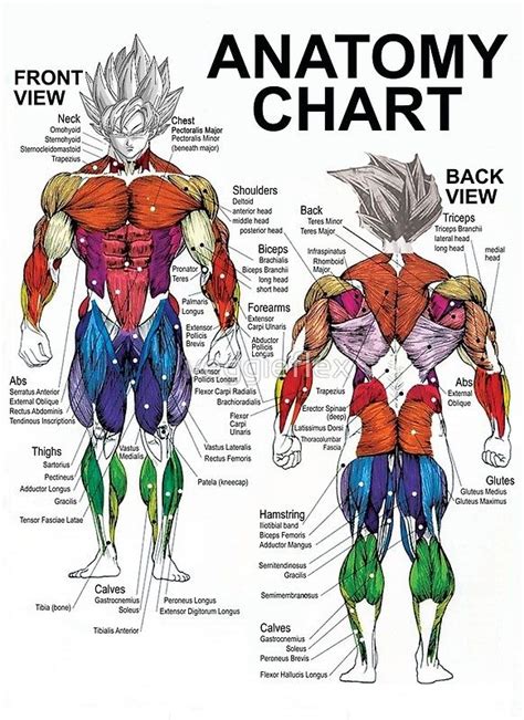 Anatomy Muscle Chart Diagram Posters By Veggieflex Redbubble