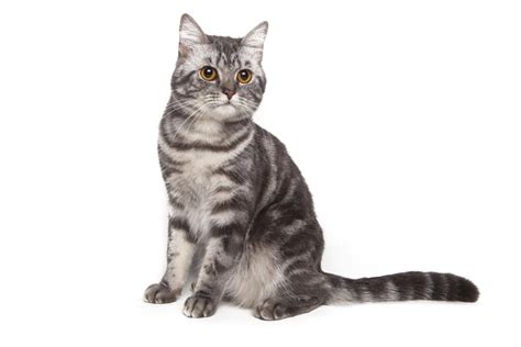 American Shorthair Cats Breed Information Omlet