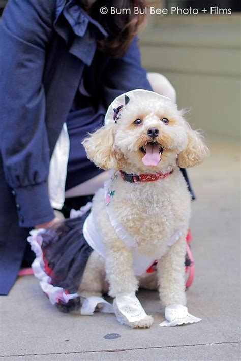 Tails In The City's Pet Parade and Costume Contest Was One for The