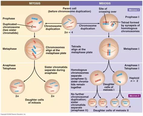 Each daughter cell is haploid and has only one set of chromosomes, or half the total number of meiosis ii is a mitotic division of each of the haploid cells produced in meiosis i. Which phase of meiosis is different from mitosis? How? - Quora