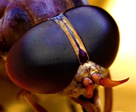 Elképesztő fotók apró rovarokról #1 - A mikrokozmosz világa | Érdekes Világ