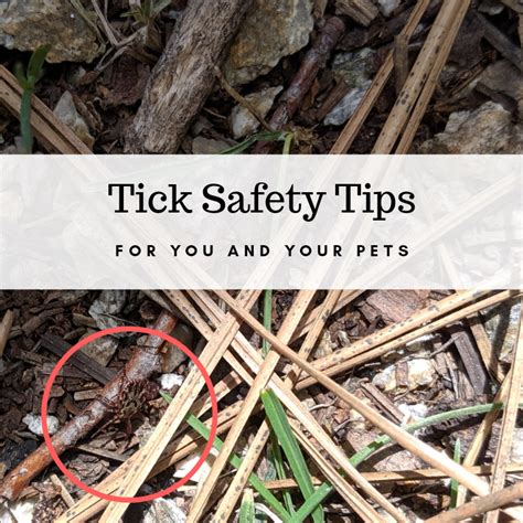 Tick Safety Tips For People And Pets Mama Bear Outdoors