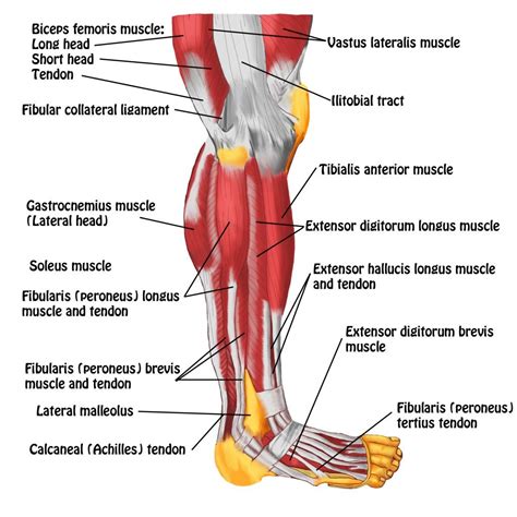 Muscles Of Leg Lateral View Leg Muscles Diagram Lower Leg Muscles