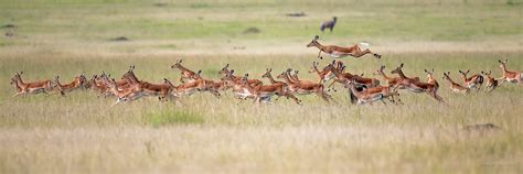 Impala has some very strict rules regarding data types for function parameters that you provide while executing it. Impala (Forum für Naturfotografen)