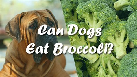 Can Dogs Eat Broccoli Pet Consider