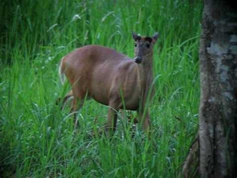 As discussed above ontario is the only province that has no legislation for keeping exotic animals as pets at a provincial level. Common Muntjac - Muntiacus muntjak - YouTube