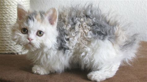 Brace Yourself Curly Haired Cats Are A Thing PHOTOS SheKnows