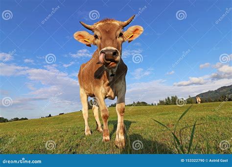 A Pretty Young Brown Dairy Cow With Horns And A Bell Licks Her Nose