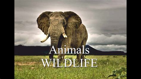 Animals Wildlife 4k Scenic Relaxation Film Youtube