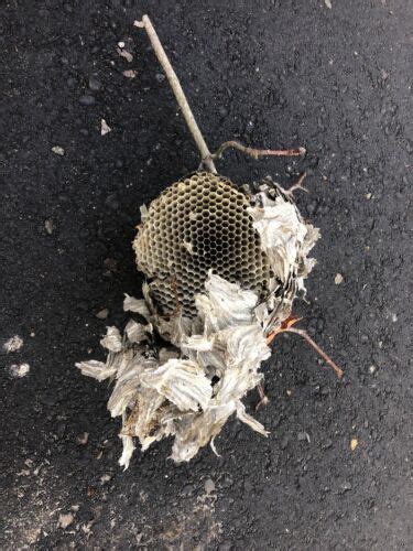 Aerial Hornet Nest Bee Home Wasp House Bees Hive For Science Taxidermy