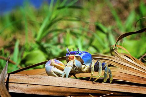 Florida Blue Land Crab Photograph By Mark Andrew Thomas Pixels