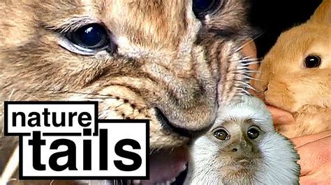 Animal Park Wild Life Documentary Season 6 Episode 1 Nature Tails