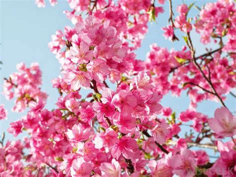 Foto Bunga Sakura Cantik Terbaru