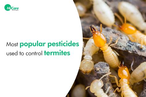 Top 6 Pesticides To Control Termite In India Hicare