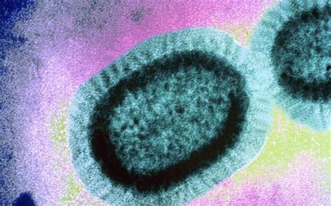 No ads, restrictions, or account required. Apa Itu Flu Influenza dan Tipe Virus Flu Atau Influenza ...