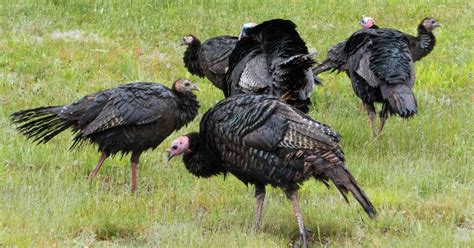 Why Are There So Many Wild Turkeys In Massachusetts Rboston