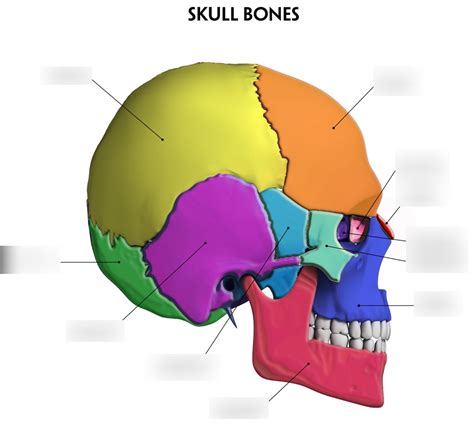 Anatomy Skull Bones Side View Diagram Quizlet