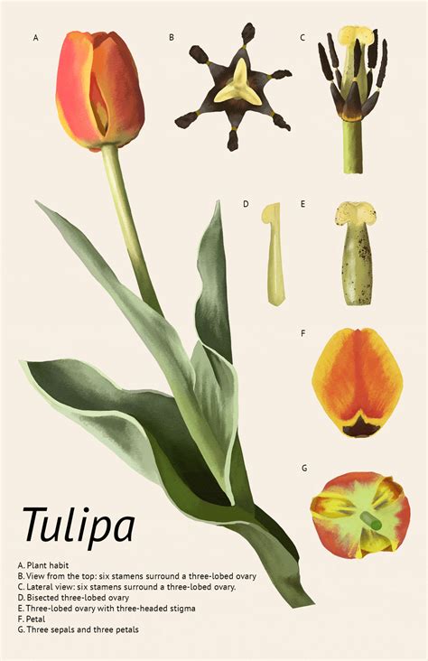 Tulip Dissection Illustrating Nature 2021