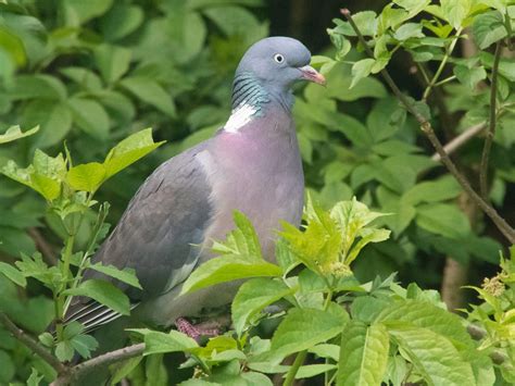 Common Wood Pigeon Ebird