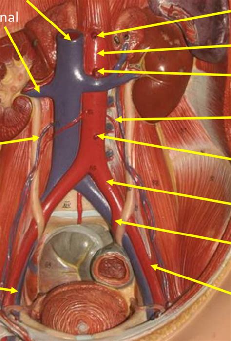 Major Blood Vessels Of The Abdominal And Pelvic Cavities Diagram Quizlet